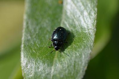 <i>Plagiodera versicolora</i>