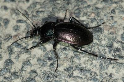 <i>Carabus nemoralis</i>