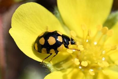 <i>Coccinula quatuordecimpustulata</i>