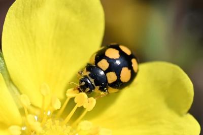<i>Coccinula quatuordecimpustulata</i>