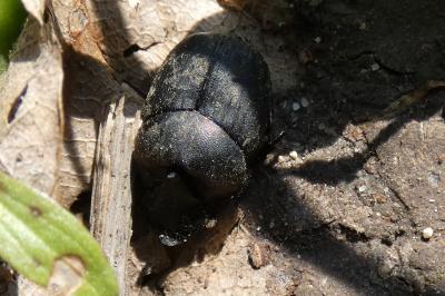 <i>Onthophagus</i>