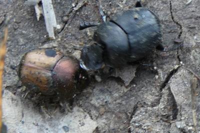 <i>Onthophagus</i>
