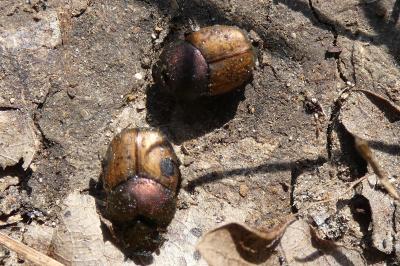 <i>Onthophagus</i>