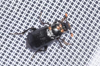 <i>Nicrophorus humator</i>