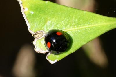 <i>Chilocorus renipustulatus</i>