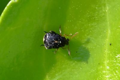 <i>Bruchus luteicornis</i>