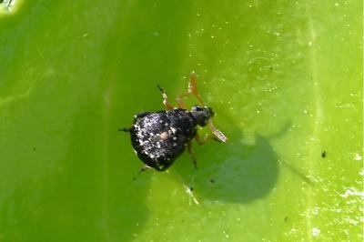 <i>Bruchus luteicornis</i>