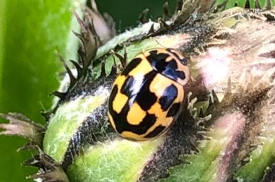 <i>Propylea quatuordecimpunctata</i>