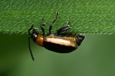 <i>Longitarsus dorsalis</i>