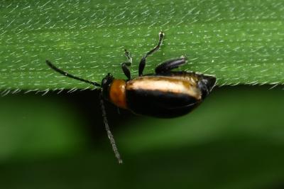<i>Longitarsus dorsalis</i>