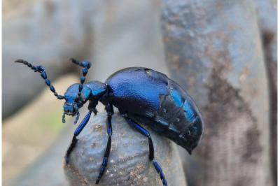 <i>Meloe violaceus</i>