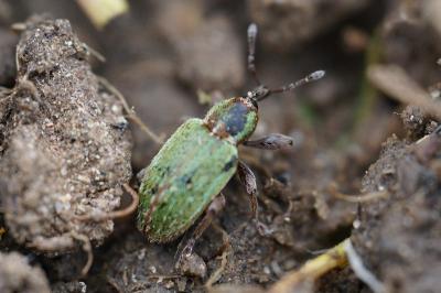 <i>Hypera nigrirostris</i>