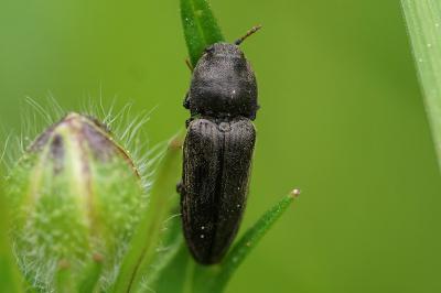 <i>Cidnopus pilosus</i>