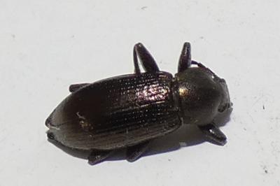 <i>Stenomax aeneus</i>