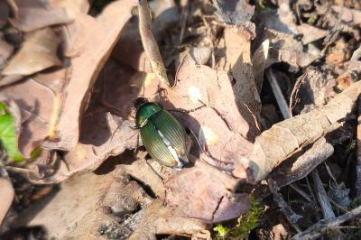 <i>Poecilus cupreus</i>
