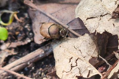 <i>Onthophagus</i>