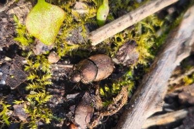 <i>Onthophagus</i>