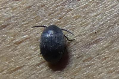 <i>Spermophagus</i>