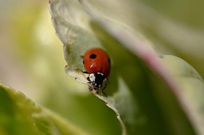 <i>Adalia bipunctata</i>