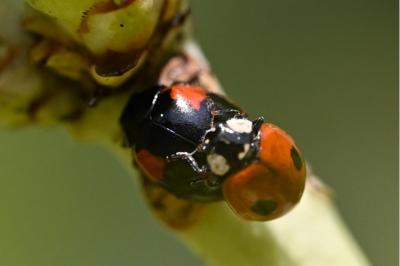 <i>Adalia bipunctata</i>