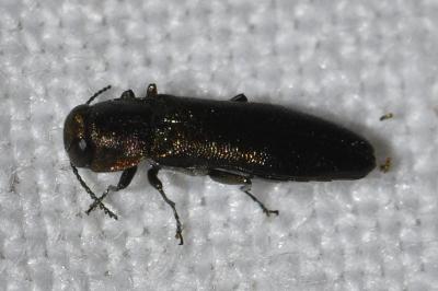 <i>Agrilus pratensis</i>