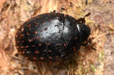 <i>Nosodendron fasciculare</i>