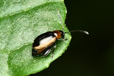 <i>Longitarsus dorsalis</i>