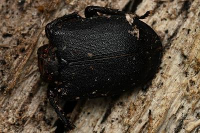<i>Dorcus parallelipipedus</i>