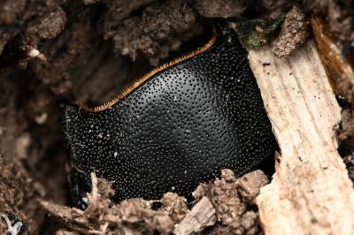 <i>Dorcus parallelipipedus</i>