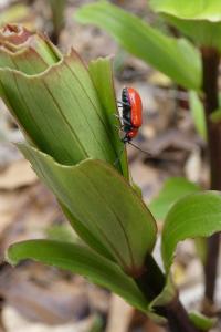 <i>Lilioceris lilii</i>