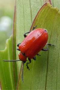 <i>Lilioceris lilii</i>