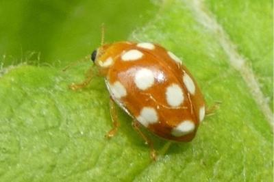 <i>Vibidia duodecimguttata</i>
