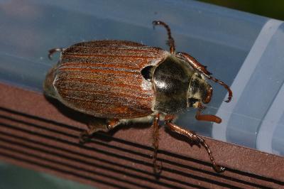 <i>Melolontha melolontha</i>