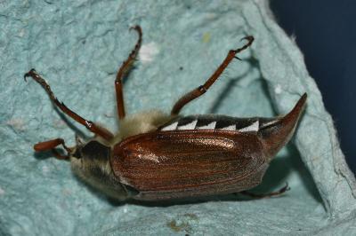 <i>Melolontha melolontha</i>
