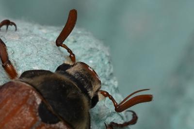 <i>Melolontha melolontha</i>