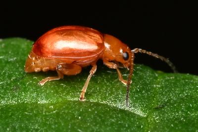 <i>Longitarsus</i>