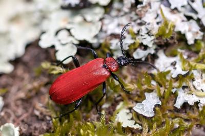 <i>Pyrochroa coccinea</i>