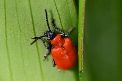 <i>Lilioceris lilii</i>