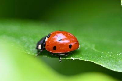 <i>Coccinella septempunctata</i>