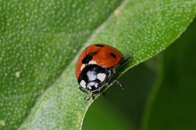 <i>Coccinella septempunctata</i>