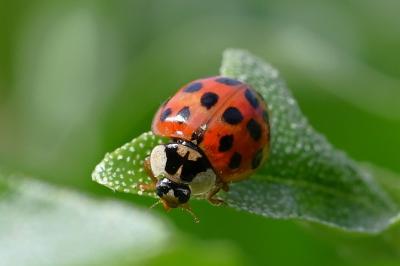 <i>Harmonia axyridis</i>