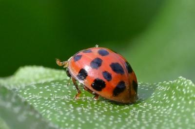 <i>Harmonia axyridis</i>