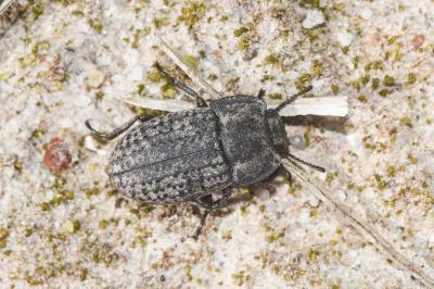 Opatrum sabulosum