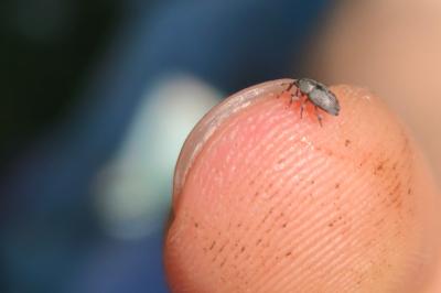 <i>Tychius</i>