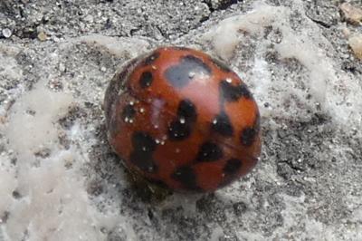 <i>Subcoccinella vigintiquatuorpunctata</i>