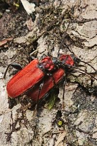 <i>Pyrrhidium sanguineum</i>