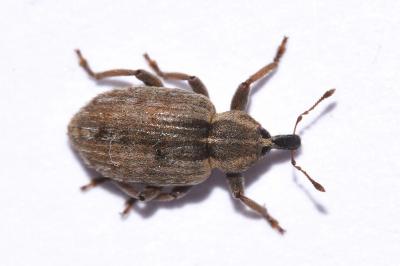 <i>Hypera postica</i>