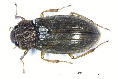 <i>Helophorus grandis</i>