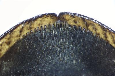 <i>Helophorus grandis</i>