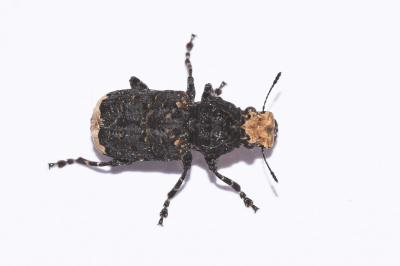 <i>Platyrhinus resinosus</i>